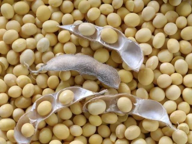 大豆低聚肽速溶植物蛋白系列产品项目